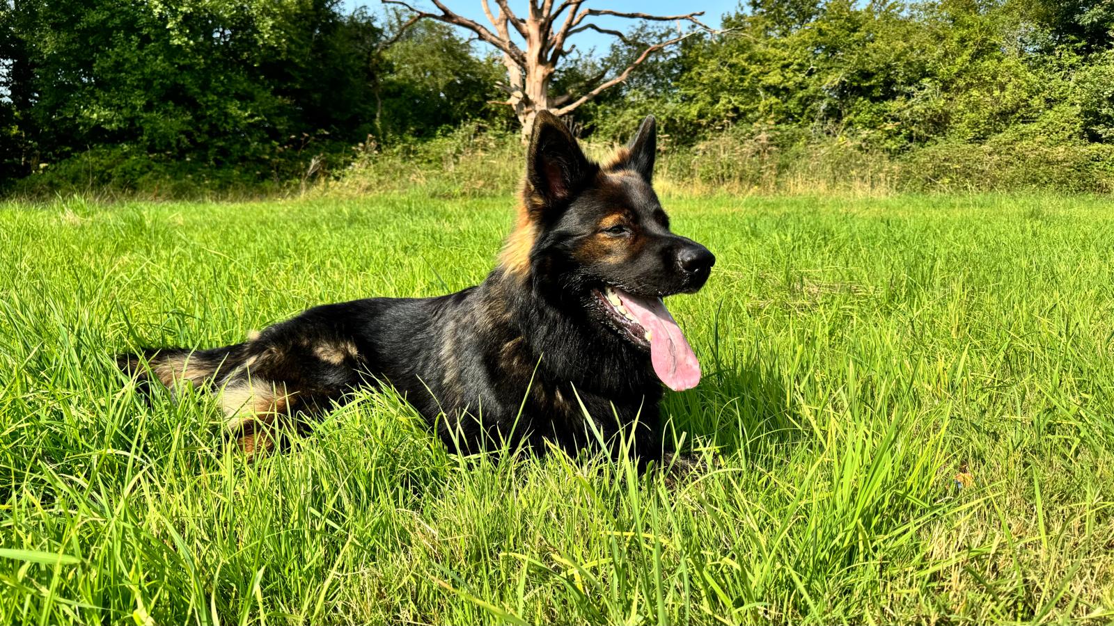 Black dog resting in green grass at Finlake Holiday Park