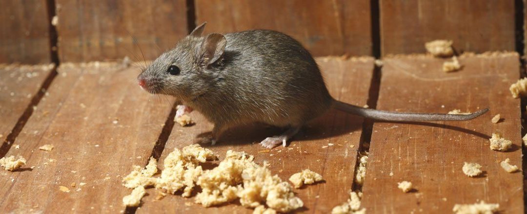 Effective Vermin Control: How Proactive Measures Save Costs and Ensure Guest Satisfaction