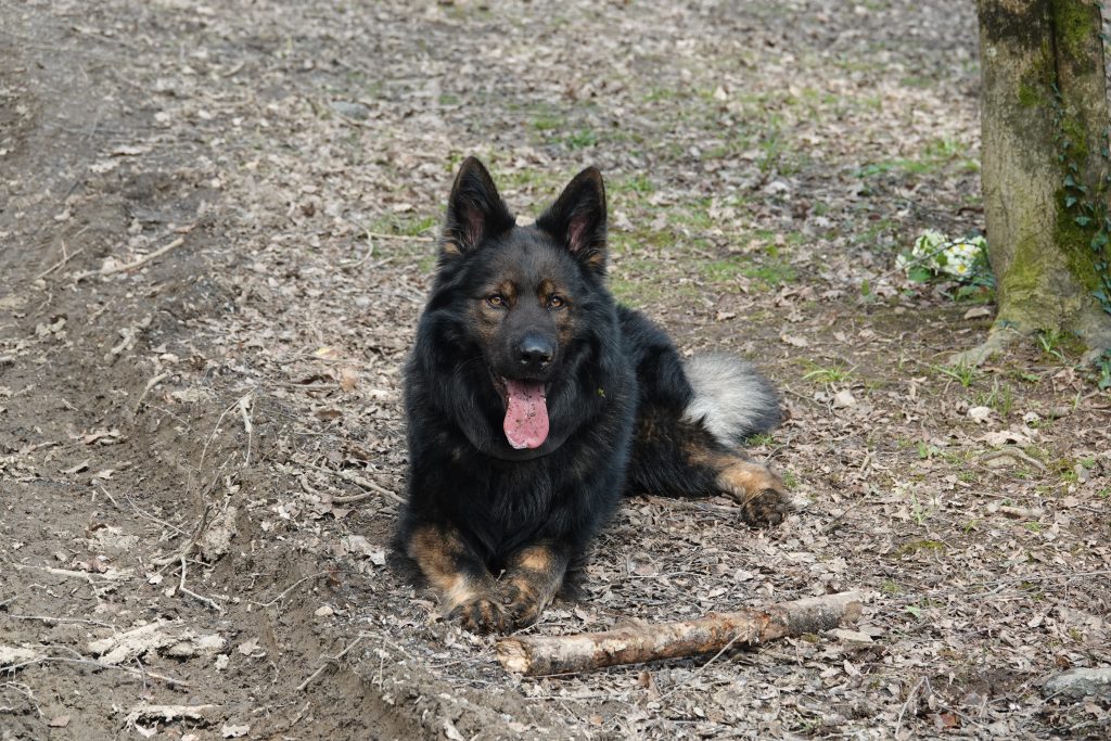 German shepherd dog at Finlake