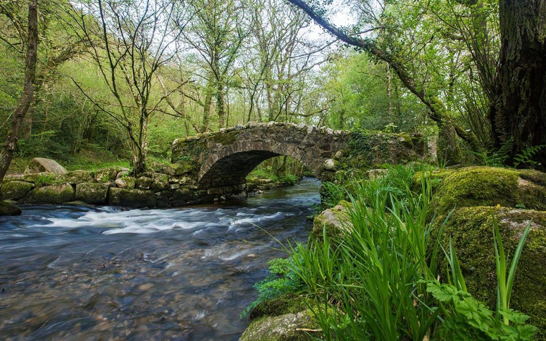 A Dog-Friendly Dartmoor Escape: Exploring Pullabrook Woods from Finlake Resort & Spa